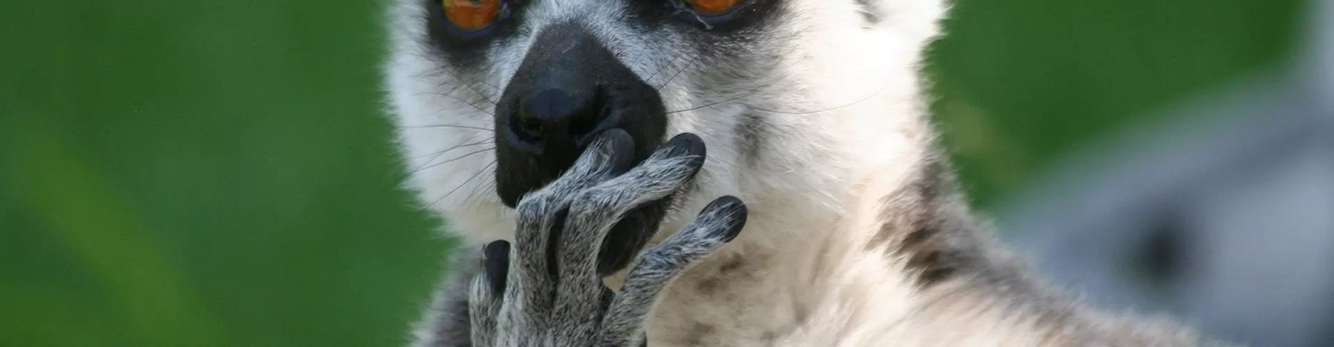 (C) Zoo Augsburg