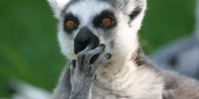 (C) Zoo Augsburg